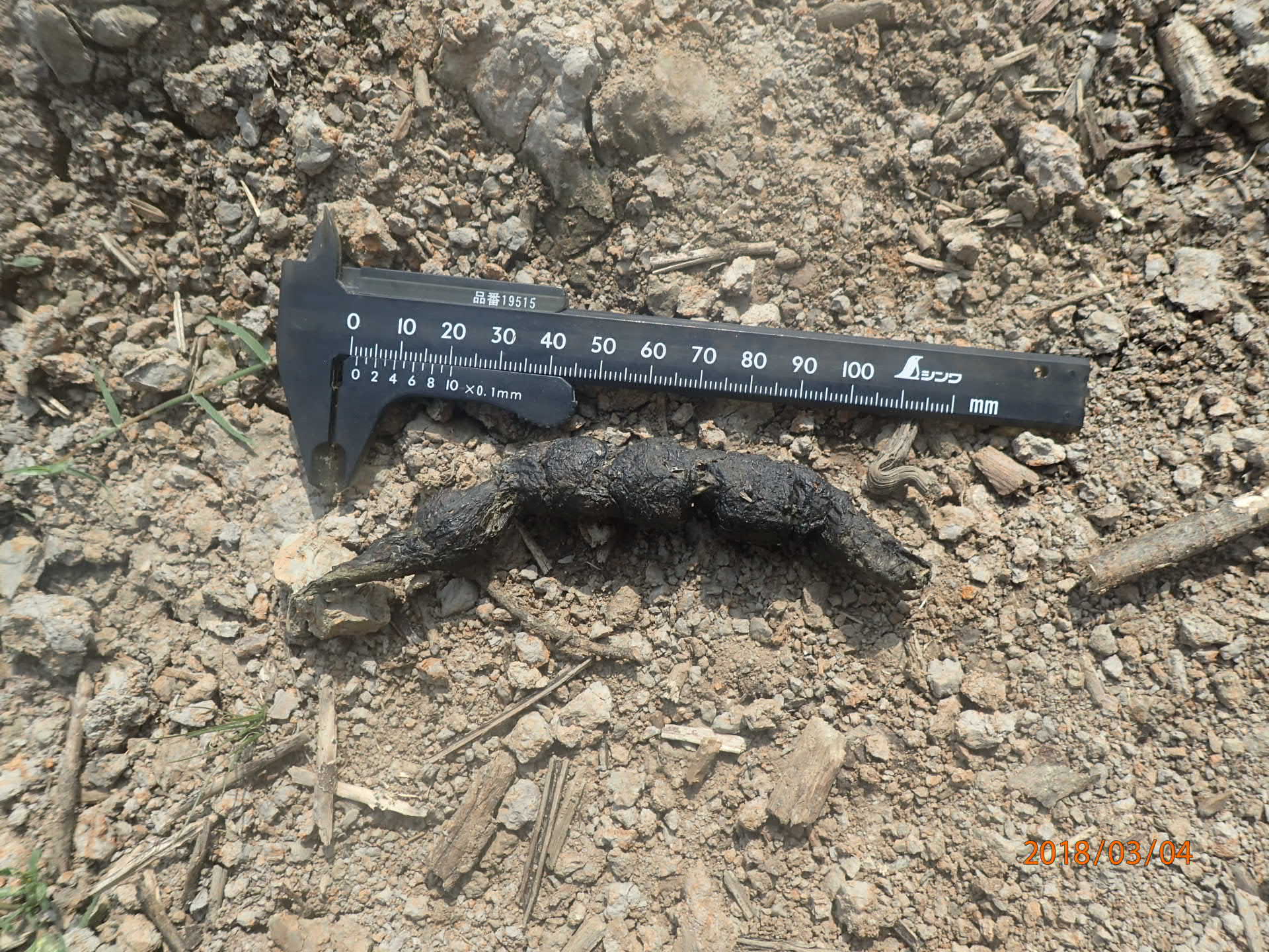 スナドリネコのふん