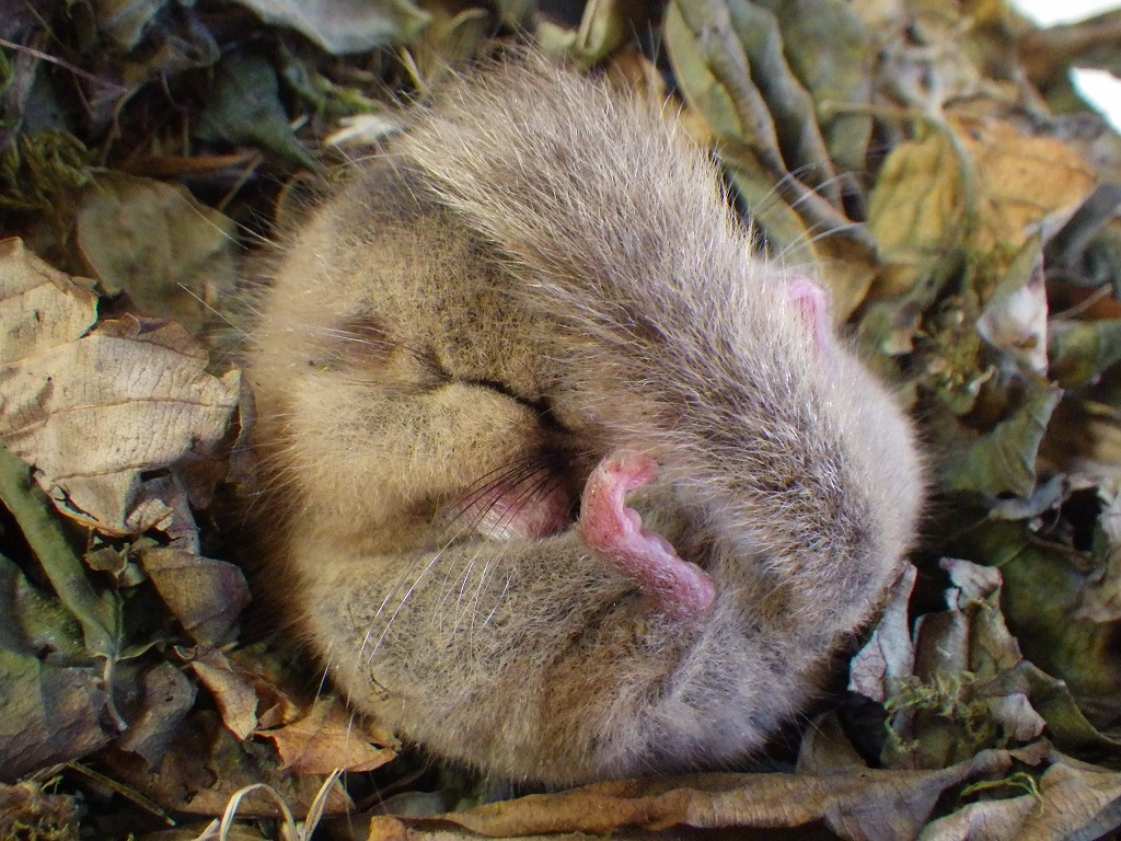 冬眠中の日本ヤマネ